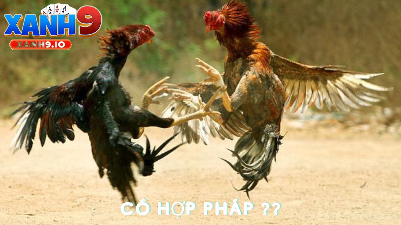 Đá Gà Online Có Hợp Pháp Không? Tất Cả Những Điều Bạn Cần Biết Cùng XANH9 3 Đá Gà Online Có Hợp Pháp Không?