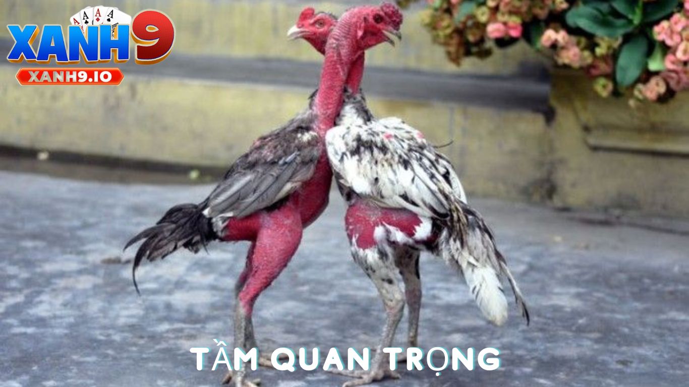 Phân Biệt Gà Chọi Hay: Bí Quyết Lựa Chọn Gà Đá Xuất Sắc Cùng XANH9 2 Tầm Quan Trọng Của Việc Phân Biệt Gà Chọi Hay