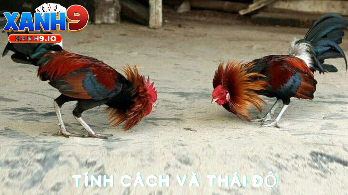Phân Biệt Gà Chọi Hay: Bí Quyết Lựa Chọn Gà Đá Xuất Sắc Cùng XANH9 3 Đặc Điểm Về Tính Cách và Thái Độ Của Gà Chọi Hay