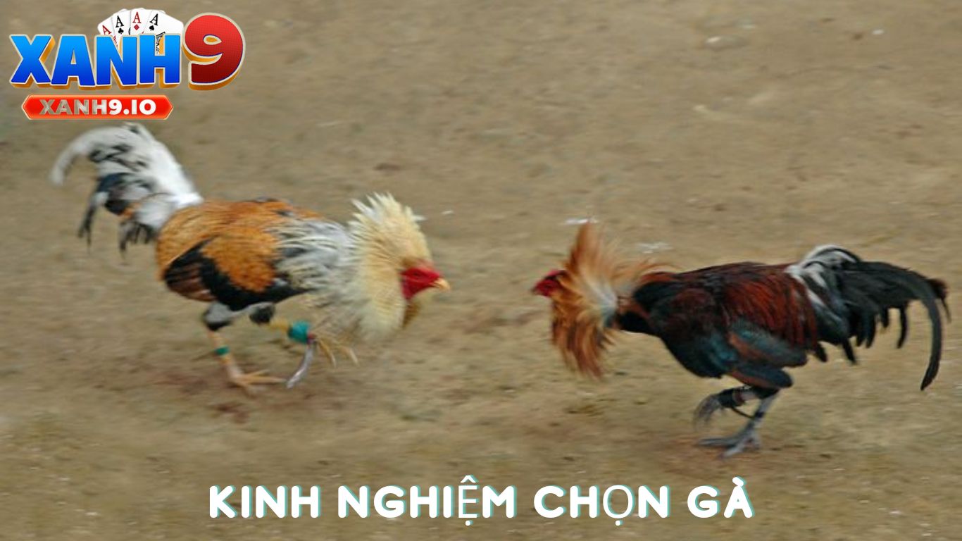 Phân Biệt Gà Chọi Hay: Bí Quyết Lựa Chọn Gà Đá Xuất Sắc Cùng XANH9 4 Kinh Nghiệm Chọn Gà Chọi Hay