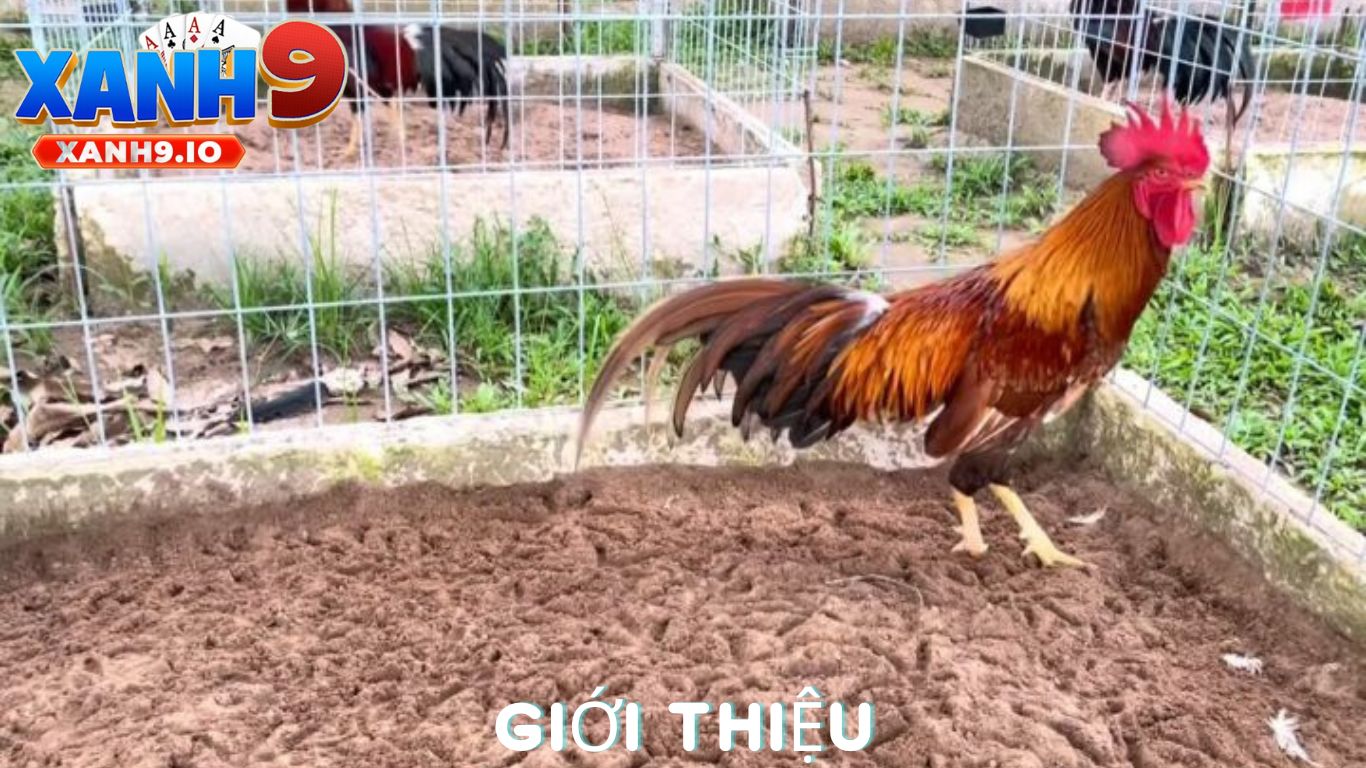 Đá Gà Bịp: Sự Thật Và Những Điều Bạn Cần Biết 2 Đá Gà Bịp Là Gì?