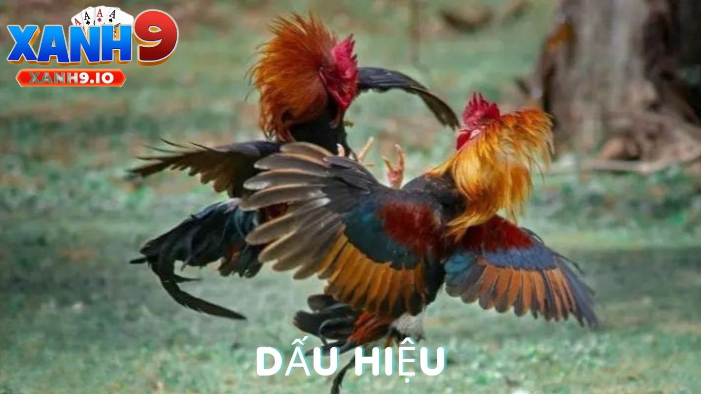 Đá Gà Bịp: Sự Thật Và Những Điều Bạn Cần Biết 3 Dấu Hiệu Nhận Biết Đá Gà Bịp