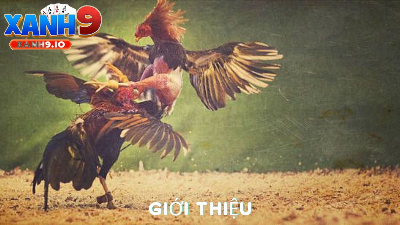 Đá Gà Online Có Hợp Pháp Không? Tất Cả Những Điều Bạn Cần Biết Cùng XANH9 2 Giới Thiệu Về Đá Gà Online